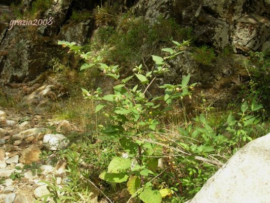 Clicca per vedere l'immagine alla massima grandezza