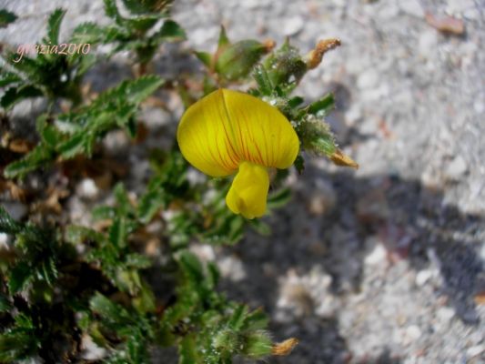 Clicca per vedere l'immagine alla massima grandezza