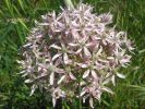 Allium nigrum Maladroxia (5).jpg