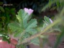 Althaea hirsuta Sol. (15).JPG