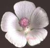 Althaea officinalis fiore6.jpg