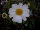 Anthemis maritima (1).jpg