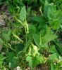 Aristolochia_navicularis_t.jpg