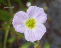 Baldellia ranunculoides T. (4).jpg