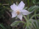 Borago officinalis albina C..jpg