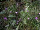 Brimeura fastigiata S.P.Tas.jpg