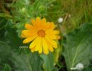 Calendula arvensis 1.jpg