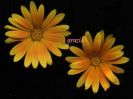 Calendula arvensis fiori b.jpg