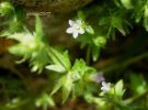 Campanula erinus (1).jpg