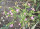 Centaurium  spicatum.jpg