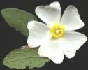 Cistus salvifolius.jpg