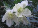 Clematis cirrhosa OK.OK2~0.jpg