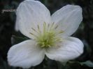 Clematis cirrhosa ok OK.jpg