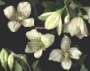 Clematis cirrhosa s.n.2.jpg