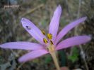 Colchicum cupani (4)~1.JPG