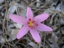 Colchicum cupani.jpg