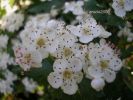 Crataegus monogyna + (24).jpg