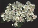 Crataegus monogyna.jpg