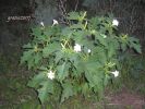 Datura stramonium 016.jpg