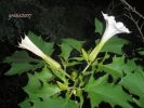 Datura stramonium 025.jpg