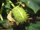 Datura stramonium S..JPG