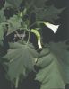 Datura stramonium~0.jpg