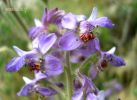 Delphinium pictum cc 2~0.jpg