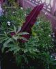 Dracunculus vulgaris 2 S.G.jpg