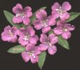 Epilobium hirsutum 001.jpg