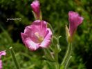 Epilobium hirsutum a1.jpg