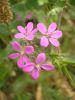 Erodium malacoides m (2).jpg