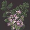 Erodium moschatum 001.jpg