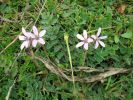 Erodium moschatum m (3).jpg