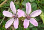 Erodium moschatum m.jpg