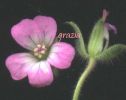 Geranium molle 1.jpg