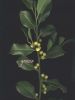 Ilex aquifolius s.n.3.jpg