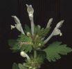 Lamium bifidum fiore nero.jpg