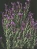 Lavandula stoechas.jpg