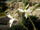 Lilium candidum cc 21 (2).jpg