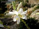 Lilium candidum cc 21 (3)~0.jpg