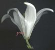 Lilium candidum~0.jpg