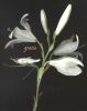 Lilium candidum~1.jpg