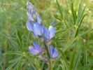 Lupinus angustifolius  (1)~0.jpg