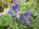 Lupinus micranthus (2).jpg