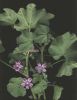 Malva sylvestris.jpg