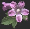 Malva sylvestris~1.jpg