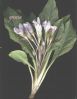 Mandragora autumnalis~0.jpg