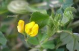 Medicago orbicularis 3 (3).jpg