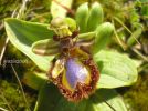 Ophrys speculum Di. Cast. (1).jpg