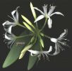 Pancratium illyricum.jpg